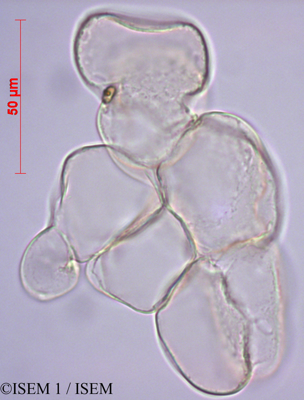 ISEM 1/Apocynum_androsaemifolium_27984/Apocynum_androsaemifolium_27984_0002(copy).jpg